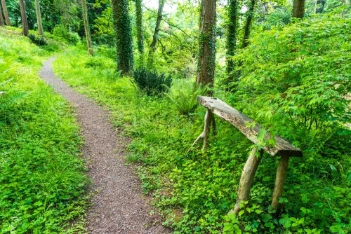 A trail in the rhododendron woods