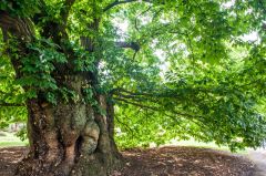 The oldest tree at Kew - an 18th-century sweet chestnut