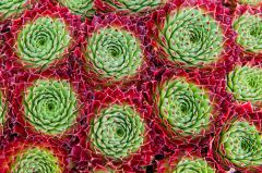 Cactus in the Princess of Wales Conservatory