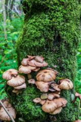 Fungi grow on a tree beside the river