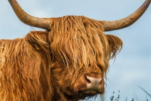 Highland cow, Kilmuir