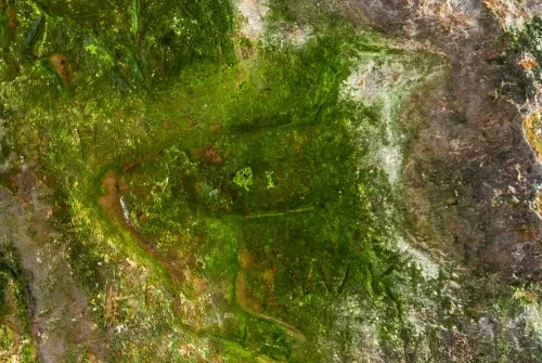 Carving of a deer (covered in moss)
