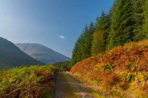 The forestry road through the plantation
