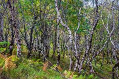 Inverkirkaig woodland