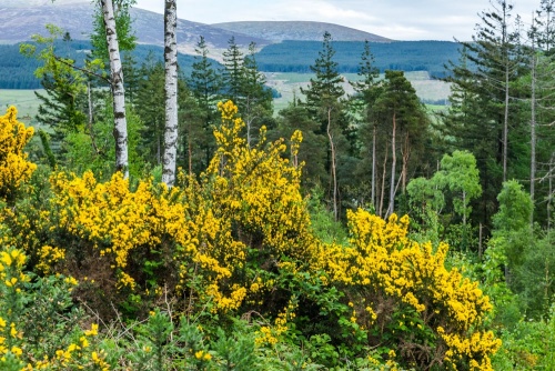 Galloway Forest Park, Kirroughtree