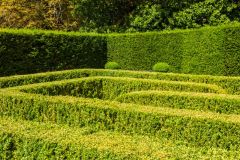 Knebworth House, The popular hedge maze