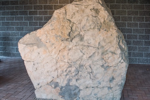 The Knocknagael Boar Stone