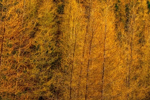 Pinewoods at Kylrhea