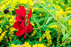 Summer flowers in the Botanic Garden
