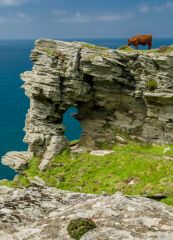 A cow grazing atop the Lady's Window