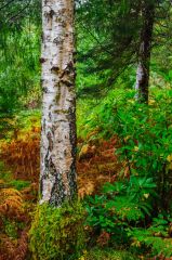 Trees along the trail