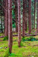 A stand of younger trees