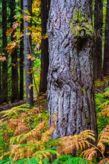 The mix of species is outstanding