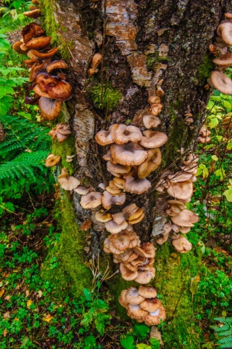 Spectacular fungi abound in the lush conditions