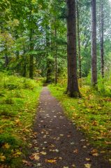 The well-maintained woodland trail