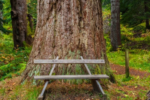 Lael Forest Garden