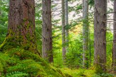 Trees in the forest garden