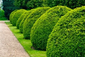 Formal garden topiary