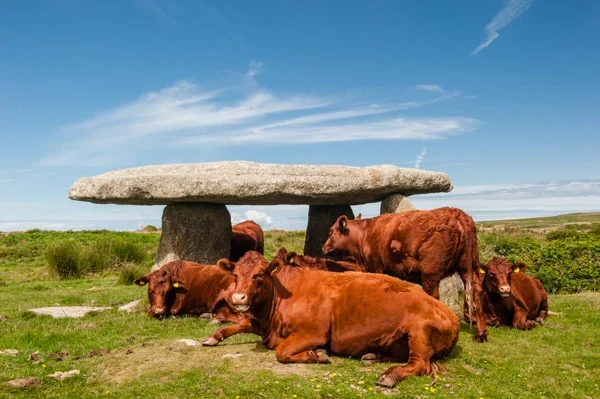 Lanyon Quoit acting as an sun shade for local cattle