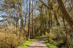 A public footpath through woodland at Launcells Barton