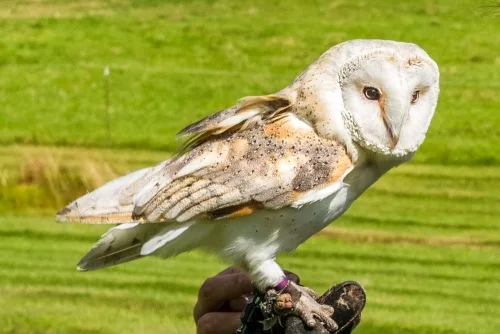 A barn owl in the birds of prey exhibition