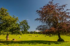Cattle graze in the Leighton Hall parkland