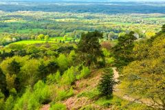 The view from Leith Hill