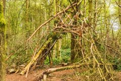 Open woodland on the Tower trail