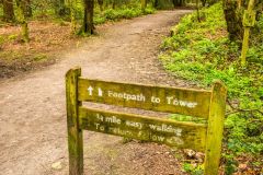 The path to the Tower from Rhododendron Wood car park