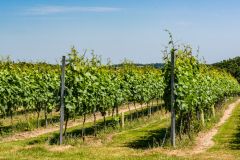 The heritage vineyard