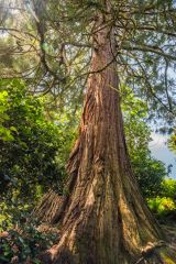A giant redwood at Leonardslee