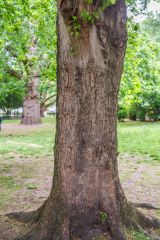 Lincoln's Inn Fields, Silver maple planted in memory of Sir Edward Muir