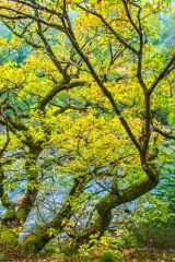 Colourful autumn foliage beside the river