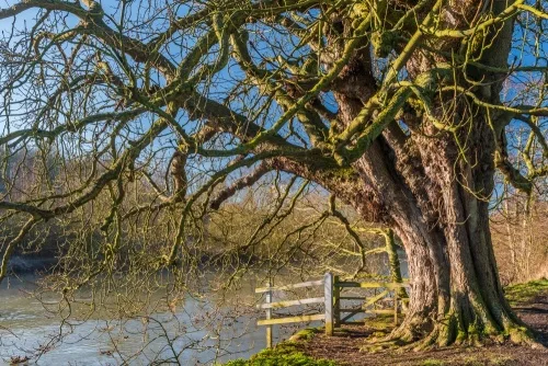 The Thames Path at Little Wittenham, Oxfordshire