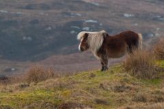 Wild ponies roam the reserve