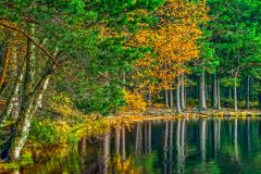 Within the woodland lies Loch Garten