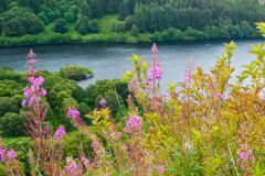 Galloway Forest Park, Loch Trool