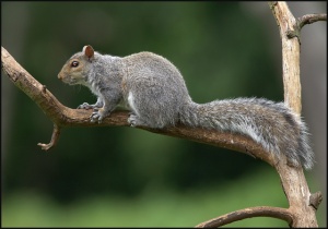 Squirrel at Lodge Nature Reserve