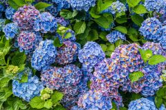 Rhododendrons in flower