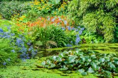 Rich colours by a garden pool