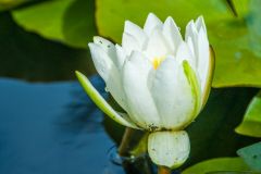 A water lily in bloom