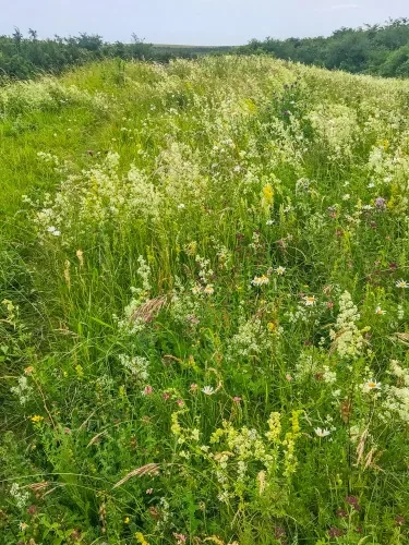 Looking along the barrow