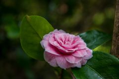 Spring flowers in bloom