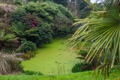 'Top Pond' in The Jungle