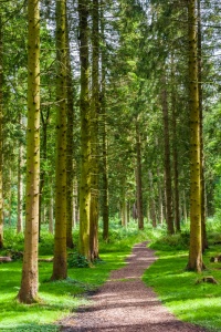 A woodland path in the iris garden / heronry