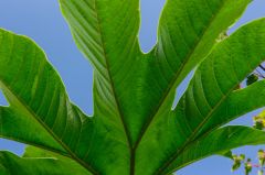Leafy frond in the Asian garden