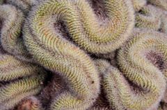 A cactus plant in the 'Hot and Spiky' House