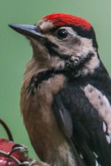 Lydford Gorge, Putting the bird hide to good use!