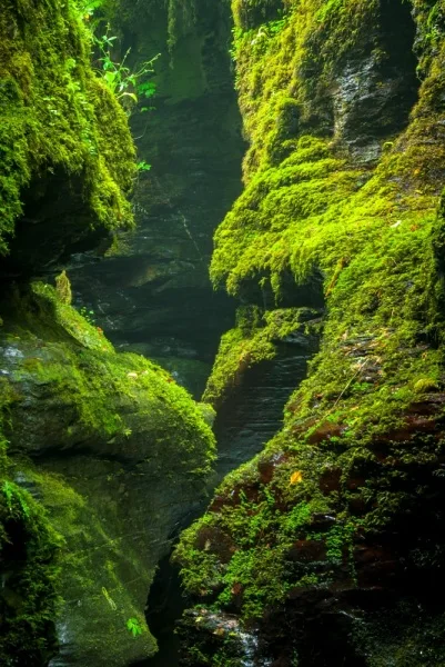 Moss-clad Lydford Gorge