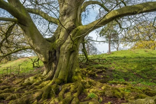 A tree grows on the Norman castle earthworks
